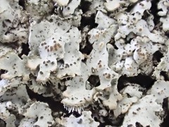 Phaeophyscia spinellosa