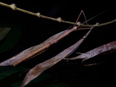 Phaenopharos struthioneus