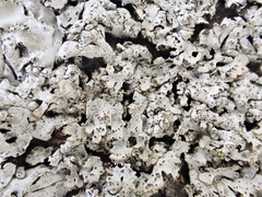 Phaeophyscia spinellosa