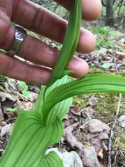 Cypripedium