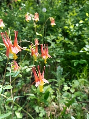 Aquilegia canadensis