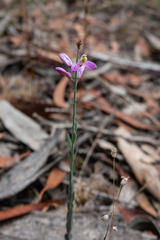 Comesperma polygaloides