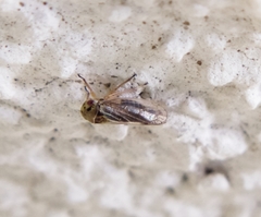 Oncopsis carpini