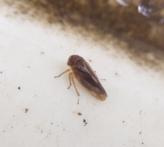 Oncopsis flavicollis