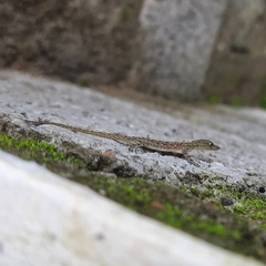 Cnemaspis littoralis