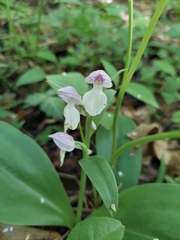 Galearis spectabilis