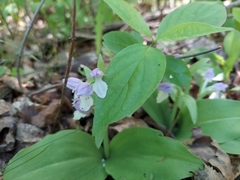 Galearis spectabilis