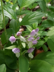 Galearis spectabilis