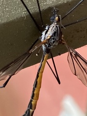 Tipula metacomet