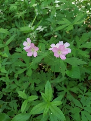 Geranium maculatum