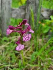 Anacamptis