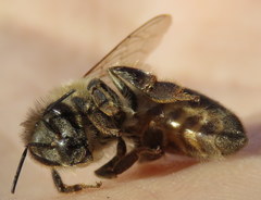 Apis mellifera