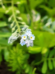 Myosotis arvensis