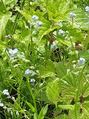 Myosotis arvensis