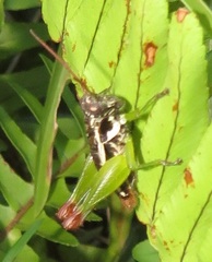 Coptacrinae