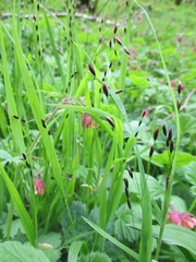 Melica uniflora