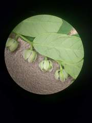 Phyllanthus leucanthus