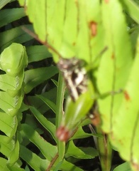 Coptacrinae