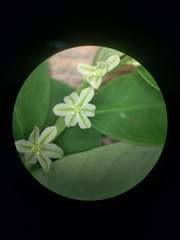 Phyllanthus leucanthus