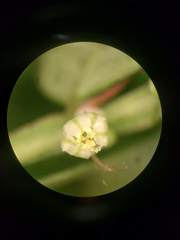 Phyllanthus leucanthus