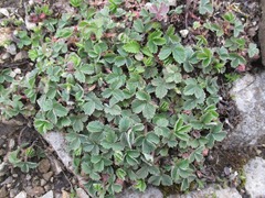 Potentilla sterilis