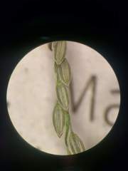 Digitaria violascens