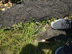 Digitaria violascens