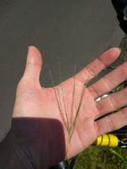 Digitaria violascens