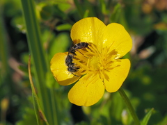 Osmia rufohirta