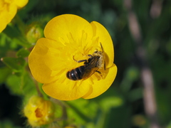 Osmia rufohirta