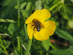 Merodon armipes