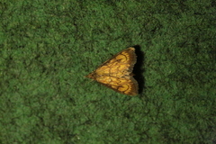 Ecpyrrhorrhoe rubiginalis