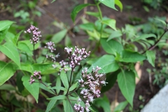 Eupatorium fortunei