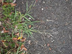 Urochloa glumaris