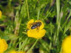 Merodon armipes