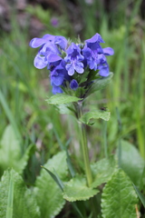Dracocephalum grandiflorum