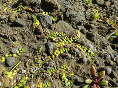 Epilobium komarovianum