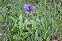 Dracocephalum grandiflorum