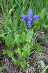 Dracocephalum grandiflorum