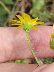 Senecio