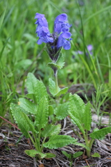 Dracocephalum grandiflorum