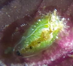 Lepidoptera