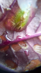 Lepidoptera