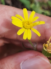 Senecio