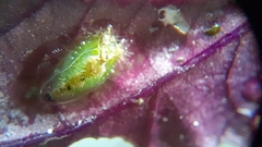 Lepidoptera
