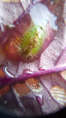 Lepidoptera