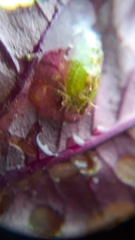 Lepidoptera