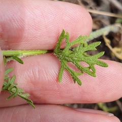 Senecio