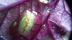Lepidoptera