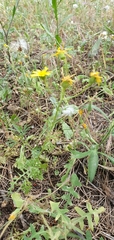 Senecio